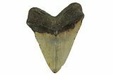 Fossil Megalodon Tooth - North Carolina #328247-2
